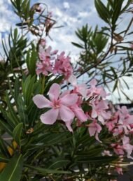 – Oleander – Nerium oleanderمن أسمائها المتداولة: الدافلة – الدفلى – الورد الكاذب – الوردية