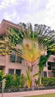 من أسمائها المتداولة: شجرة المسافر، نخيل المسافر، مروحة المسافر، Traveler’s Tree، Traveler’s Palm