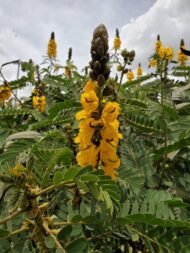 – Popcorn Cassia – Popcorn Tree – Peanut Butter Cassiaمن أسمائها المتداولة : سينا شمعدان بني – كاسيا ديديموبوتريا – كاسيا الفشار – شجيرة الفشار