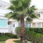 من أسمائها المتداولة: نخيل الواشنطونيا، نخيل المروحة المكسيكي، نخيل المروحة، Mexican Fan Palm، California Fan Palm