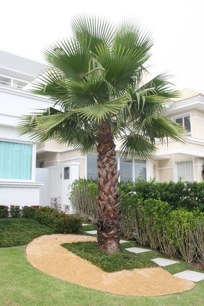 من أسمائها المتداولة: نخيل الواشنطونيا، نخيل المروحة المكسيكي، نخيل المروحة، Mexican Fan Palm، California Fan Palm