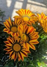 🌿 جازانيا – Gazania الاسم العلمي: Gazania spp. من أسمائها المتداولة: جازانيا – زهرة الجازانيا – زهرة الكنز – Gazania – Treasure Flower – African Daisy