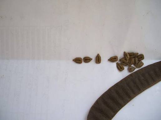 – Popcorn Cassia – Popcorn Tree – Peanut Butter Cassiaمن أسمائها المتداولة : سينا شمعدان بني – كاسيا ديديموبوتريا – كاسيا الفشار – شجيرة الفشار