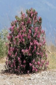 – Oleander – Nerium oleanderمن أسمائها المتداولة: الدافلة – الدفلى – الورد الكاذب – الوردية