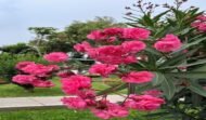 – Oleander – Nerium oleanderمن أسمائها المتداولة: الدافلة – الدفلى – الورد الكاذب – الوردية