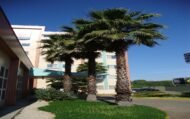 من أسمائها المتداولة: نخيل الواشنطونيا، نخيل المروحة المكسيكي، نخيل المروحة، Mexican Fan Palm، California Fan Palm