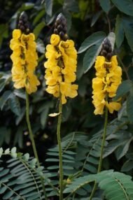 – Popcorn Cassia – Popcorn Tree – Peanut Butter Cassiaمن أسمائها المتداولة : سينا شمعدان بني – كاسيا ديديموبوتريا – كاسيا الفشار – شجيرة الفشار