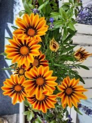 🌿 جازانيا – Gazania الاسم العلمي: Gazania spp. من أسمائها المتداولة: جازانيا – زهرة الجازانيا – زهرة الكنز – Gazania – Treasure Flower – African Daisy