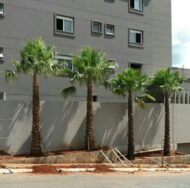 من أسمائها المتداولة: نخيل الواشنطونيا، نخيل المروحة المكسيكي، نخيل المروحة، Mexican Fan Palm، California Fan Palm