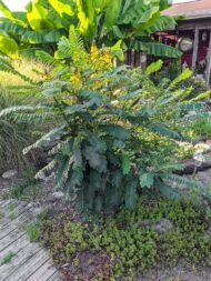– Popcorn Cassia – Popcorn Tree – Peanut Butter Cassiaمن أسمائها المتداولة : سينا شمعدان بني – كاسيا ديديموبوتريا – كاسيا الفشار – شجيرة الفشار