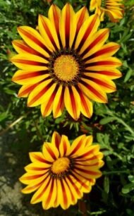 🌿 جازانيا – Gazania الاسم العلمي: Gazania spp. من أسمائها المتداولة: جازانيا – زهرة الجازانيا – زهرة الكنز – Gazania – Treasure Flower – African Daisy