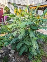 – Popcorn Cassia – Popcorn Tree – Peanut Butter Cassiaمن أسمائها المتداولة : سينا شمعدان بني – كاسيا ديديموبوتريا – كاسيا الفشار – شجيرة الفشار