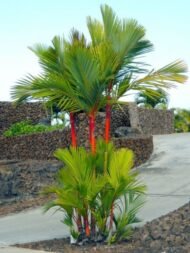 من أسمائها المتداولة: نخيل أحمر الشافة، نخيل أحمر الساق، نخيل أحمر الشفاه، Lipstick Palm، Red Sealing Wax Palm
