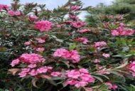 – Oleander – Nerium oleanderمن أسمائها المتداولة: الدافلة – الدفلى – الورد الكاذب – الوردية