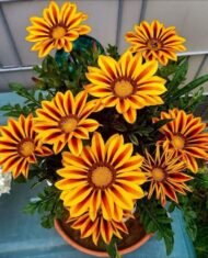🌿 جازانيا – Gazania الاسم العلمي: Gazania spp. من أسمائها المتداولة: جازانيا – زهرة الجازانيا – زهرة الكنز – Gazania – Treasure Flower – African Daisy