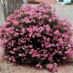 – Oleander – Nerium oleanderمن أسمائها المتداولة: الدافلة – الدفلى – الورد الكاذب – الوردية