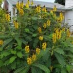 – Popcorn Cassia – Popcorn Tree – Peanut Butter Cassiaمن أسمائها المتداولة : سينا شمعدان بني – كاسيا ديديموبوتريا – كاسيا الفشار – شجيرة الفشار
