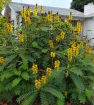 – Popcorn Cassia – Popcorn Tree – Peanut Butter Cassiaمن أسمائها المتداولة : سينا شمعدان بني – كاسيا ديديموبوتريا – كاسيا الفشار – شجيرة الفشار