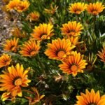 🌿 جازانيا – Gazania الاسم العلمي: Gazania spp. من أسمائها المتداولة: جازانيا – زهرة الجازانيا – زهرة الكنز – Gazania – Treasure Flower – African Daisy