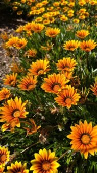 🌿 جازانيا – Gazania الاسم العلمي: Gazania spp. من أسمائها المتداولة: جازانيا – زهرة الجازانيا – زهرة الكنز – Gazania – Treasure Flower – African Daisy