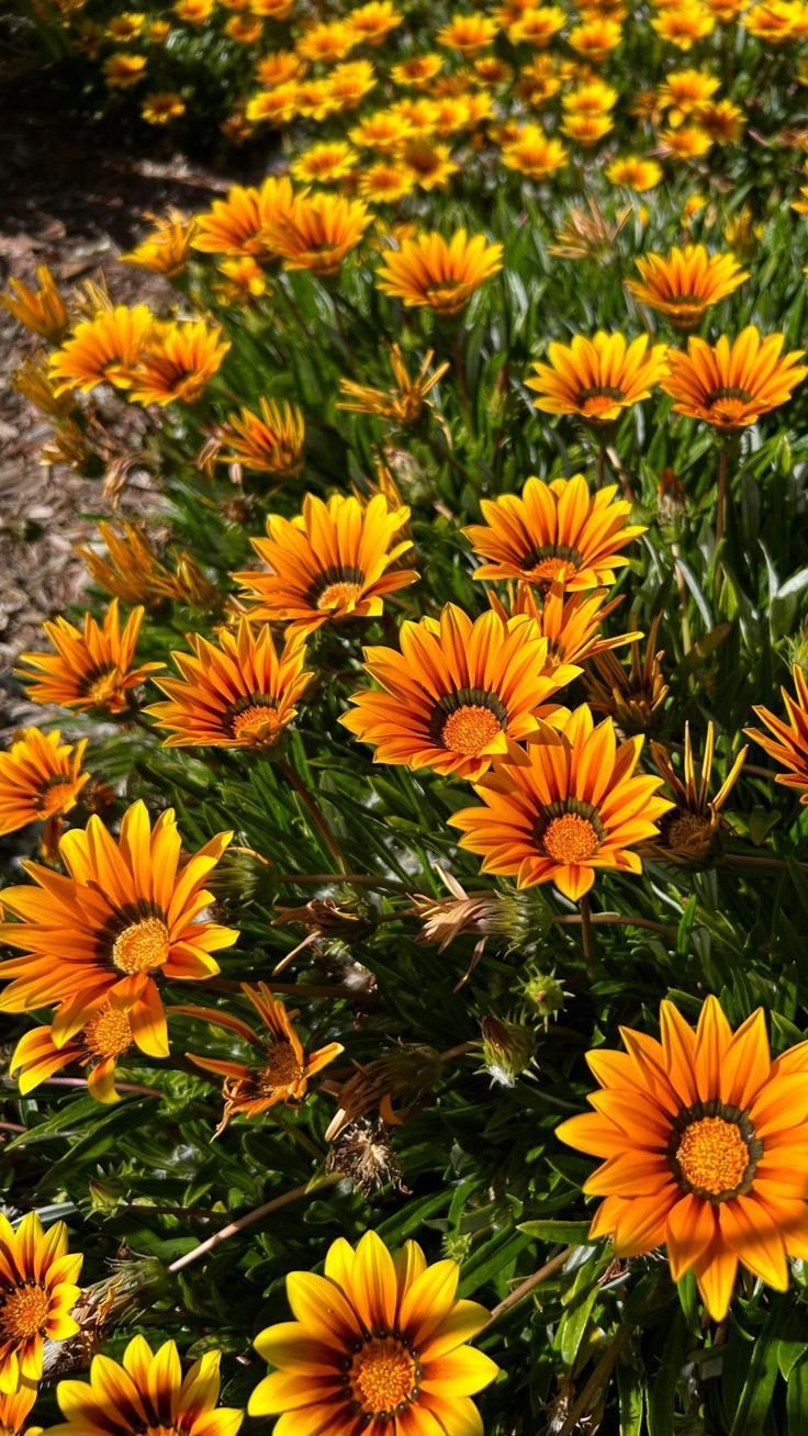 🌿 جازانيا – Gazania الاسم العلمي: Gazania spp. من أسمائها المتداولة: جازانيا – زهرة الجازانيا – زهرة الكنز – Gazania – Treasure Flower – African Daisy