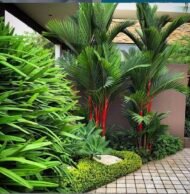 من أسمائها المتداولة: نخيل أحمر الشافة، نخيل أحمر الساق، نخيل أحمر الشفاه، Lipstick Palm، Red Sealing Wax Palm