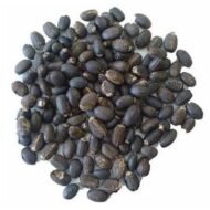 – Jatropha – Physic Nut – Purging Nutمن أسمائها المتداولة: الجاتورفا – شجرة الجاتروفا