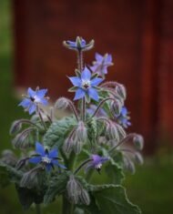 🌿 خبز النحل – Borago officinalis الاسم العلمي: Borago officinalis L. من أسمائها المتداولة: خبز النحل – لسان الثور – البوراج – لسان الحمل الأزرق – Borage – Common Borage – Starflower – Borago officinalis