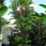 من أسمائها المتداولة: نخيل أحمر الشافة، نخيل أحمر الساق، نخيل أحمر الشفاه، Lipstick Palm، Red Sealing Wax Palm