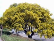 – Golden Wreath Wattle – Blue-leaf Wattle – Western Australian Golden Wattle – Weeping Wattleمن أسمائها المتداولة : أكاسيا سالينا – أكاسيا أزرق – الأكاسيا الصفصافية – الأكاسيا ذات الأوراق الزرقاء