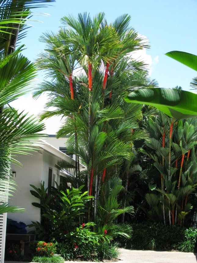 من أسمائها المتداولة: نخيل أحمر الشافة، نخيل أحمر الساق، نخيل أحمر الشفاه، Lipstick Palm، Red Sealing Wax Palm