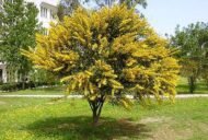 – Golden Wreath Wattle – Blue-leaf Wattle – Western Australian Golden Wattle – Weeping Wattleمن أسمائها المتداولة : أكاسيا سالينا – أكاسيا أزرق – الأكاسيا الصفصافية – الأكاسيا ذات الأوراق الزرقاء
