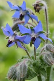 🌿 خبز النحل – Borago officinalis الاسم العلمي: Borago officinalis L. من أسمائها المتداولة: خبز النحل – لسان الثور – البوراج – لسان الحمل الأزرق – Borage – Common Borage – Starflower – Borago officinalis