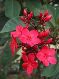 – Jatropha – Physic Nut – Purging Nutمن أسمائها المتداولة: الجاتورفا – شجرة الجاتروفا