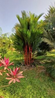 من أسمائها المتداولة: نخيل أحمر الشافة، نخيل أحمر الساق، نخيل أحمر الشفاه، Lipstick Palm، Red Sealing Wax Palm