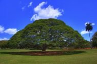من أسمائها المتداولة: لبخ السامان – السامان – شجرة المطر – شجرة الظل – Rain Tree – Saman Tree – Monkeypod – Saman – Cow Tamarindالاسم المتداول سابقًا: Albizia saman (Jacq.) F.Muell.