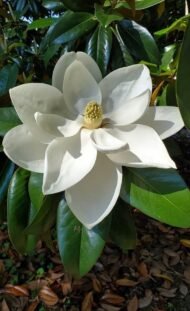 – Southern Magnolia – Bull Bay – Evergreen Magnolia – Magnolia grandifloraمن أسمائها المتداولة: ماغنوليا كبرى – الماغنوليا الجنوبية – ماغنوليا دائمة الخضرة – شجرة الماغنوليا