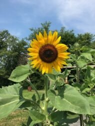 من أسمائها المتداولة: دوار الشمس – عباد الشمس – زهرة الشمس – الشمسية – Sunflower – Common Sunflower – Annual Sunflower