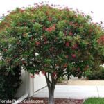 – Jatropha – Physic Nut – Purging Nutمن أسمائها المتداولة: الجاتورفا – شجرة الجاتروفا