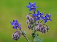 🌿 خبز النحل – Borago officinalis الاسم العلمي: Borago officinalis L. من أسمائها المتداولة: خبز النحل – لسان الثور – البوراج – لسان الحمل الأزرق – Borage – Common Borage – Starflower – Borago officinalis