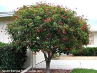 – Jatropha – Physic Nut – Purging Nutمن أسمائها المتداولة: الجاتورفا – شجرة الجاتروفا