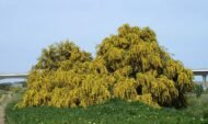 – Golden Wreath Wattle – Blue-leaf Wattle – Western Australian Golden Wattle – Weeping Wattleمن أسمائها المتداولة : أكاسيا سالينا – أكاسيا أزرق – الأكاسيا الصفصافية – الأكاسيا ذات الأوراق الزرقاء