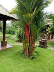 من أسمائها المتداولة: نخيل أحمر الشافة، نخيل أحمر الساق، نخيل أحمر الشفاه، Lipstick Palm، Red Sealing Wax Palm