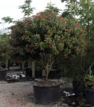 – Jatropha – Physic Nut – Purging Nutمن أسمائها المتداولة: الجاتورفا – شجرة الجاتروفا