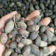 من أسمائها المتداولة: لاتنيا أخضر، النخيل الأحمر في بعض المراجع القديمة، Red Latan Palm، Red Latanier Palm