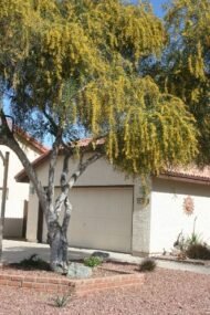 – Golden Wreath Wattle – Blue-leaf Wattle – Western Australian Golden Wattle – Weeping Wattleمن أسمائها المتداولة : أكاسيا سالينا – أكاسيا أزرق – الأكاسيا الصفصافية – الأكاسيا ذات الأوراق الزرقاء