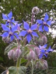 🌿 خبز النحل – Borago officinalis الاسم العلمي: Borago officinalis L. من أسمائها المتداولة: خبز النحل – لسان الثور – البوراج – لسان الحمل الأزرق – Borage – Common Borage – Starflower – Borago officinalis