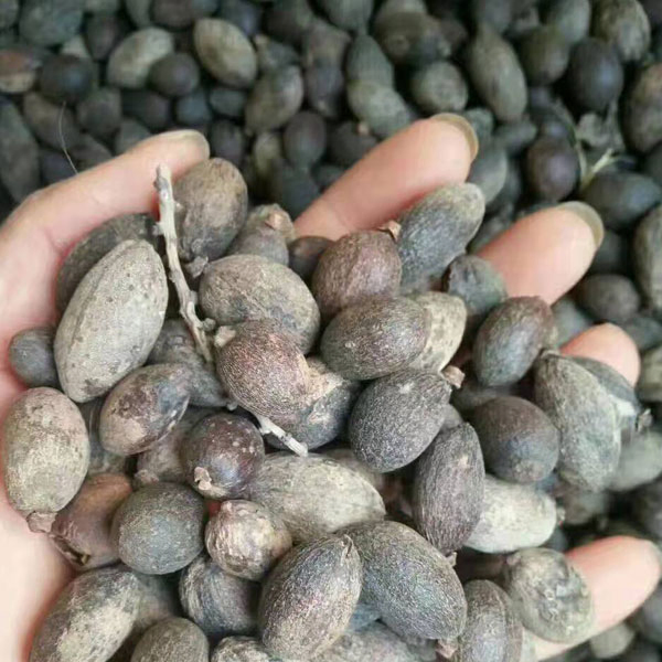 من أسمائها المتداولة: لاتنيا أخضر، النخيل الأحمر في بعض المراجع القديمة، Red Latan Palm، Red Latanier Palm