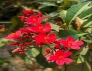 – Jatropha – Physic Nut – Purging Nutمن أسمائها المتداولة: الجاتورفا – شجرة الجاتروفا