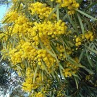 – Golden Wreath Wattle – Blue-leaf Wattle – Western Australian Golden Wattle – Weeping Wattleمن أسمائها المتداولة : أكاسيا سالينا – أكاسيا أزرق – الأكاسيا الصفصافية – الأكاسيا ذات الأوراق الزرقاء